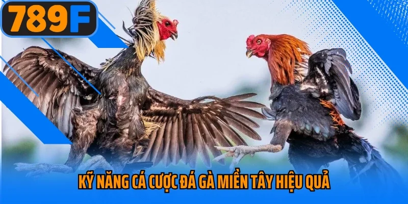 Kỹ năng cá cược đá gà miền Tây hiệu quả